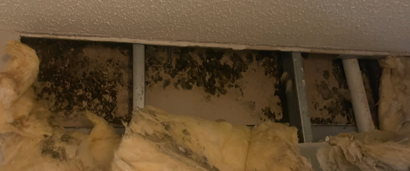 black mold damage gallery